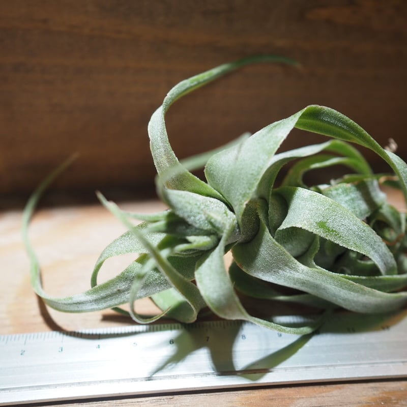 〈菫〉Tillandsia 'P M' x ディグエティー　チランジア Frontier Plants】オンラインストア5月5日入荷予定のチランジア