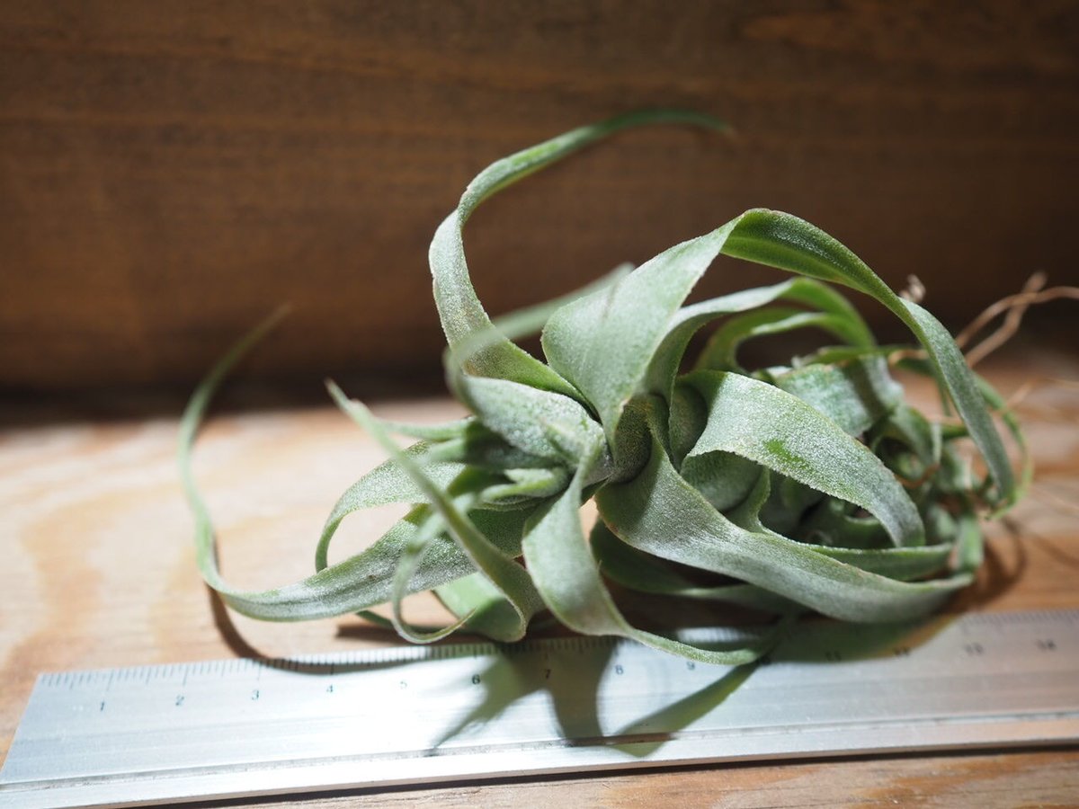 チランジア♡ベアコレアレ×ディグエティ #1040 ティランジア