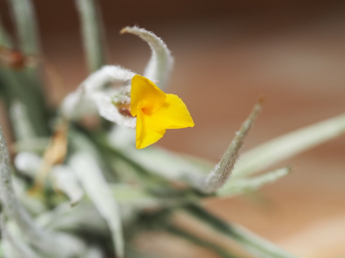 希少人気♡チランジア♡カピタータ サングロー ヴァリエガータ バリエ 斑入り チランジア ／ クロカータ CL (T.crocata) ☆CD01/Apr17 | 常葉植物