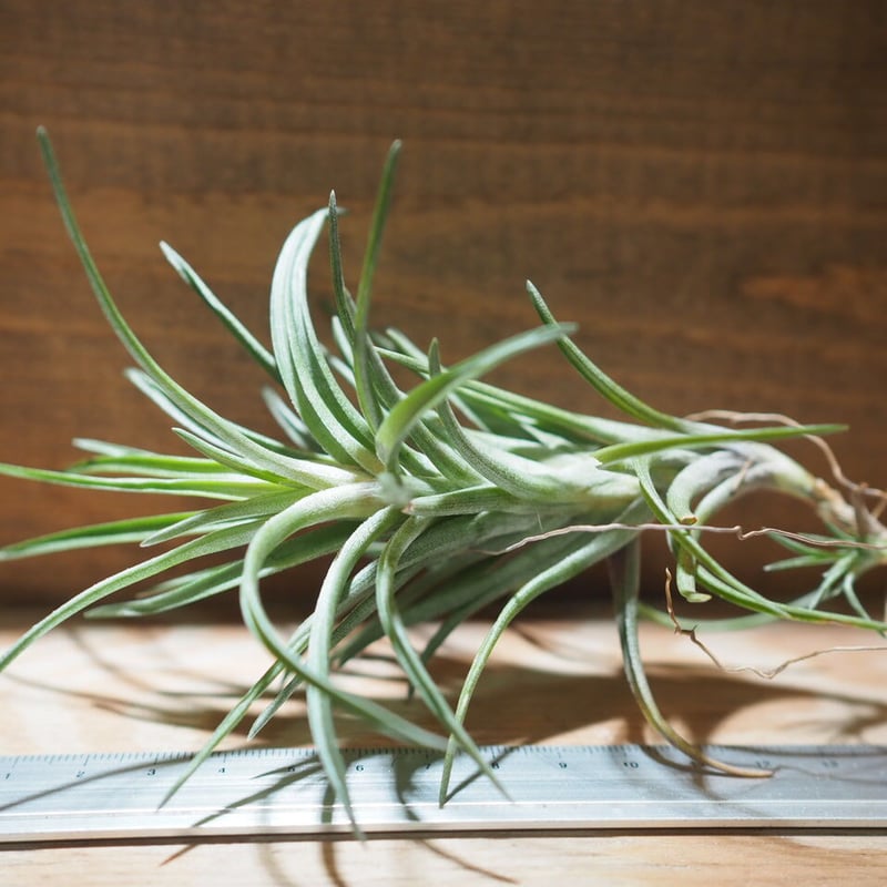 チランジア ／ ネグレクタ ジャイアント フォーム (T.neglecta 'Giant