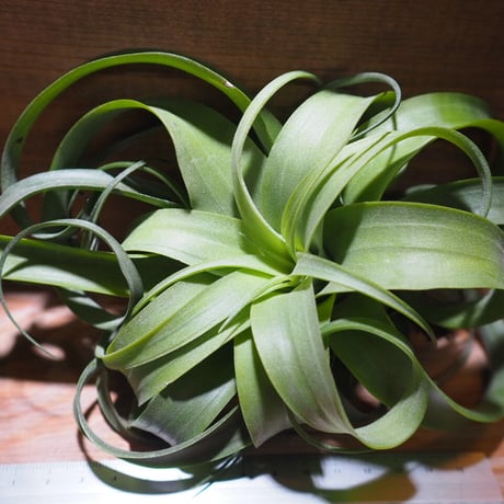 チランジア ／ ストレプトフィラ × キセログラフィカ　(T.streptophylla × T.xerographica)　＊A01/Mar20-01
