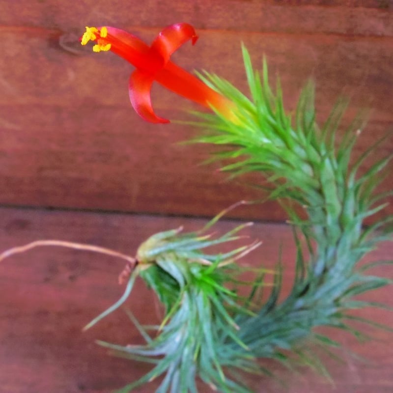 〈菫〉Tillandsia ケゲリアナ x ドミンゴズフンキアナ　チランジア 菫〉Tillandsia ケゲリアナ x ドミンゴズフンキアナ チランジア