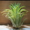 チランジア / イオナンタ カーリージャイアント XL (T.ionantha \'Curly Giant\') *A01/Jul28
