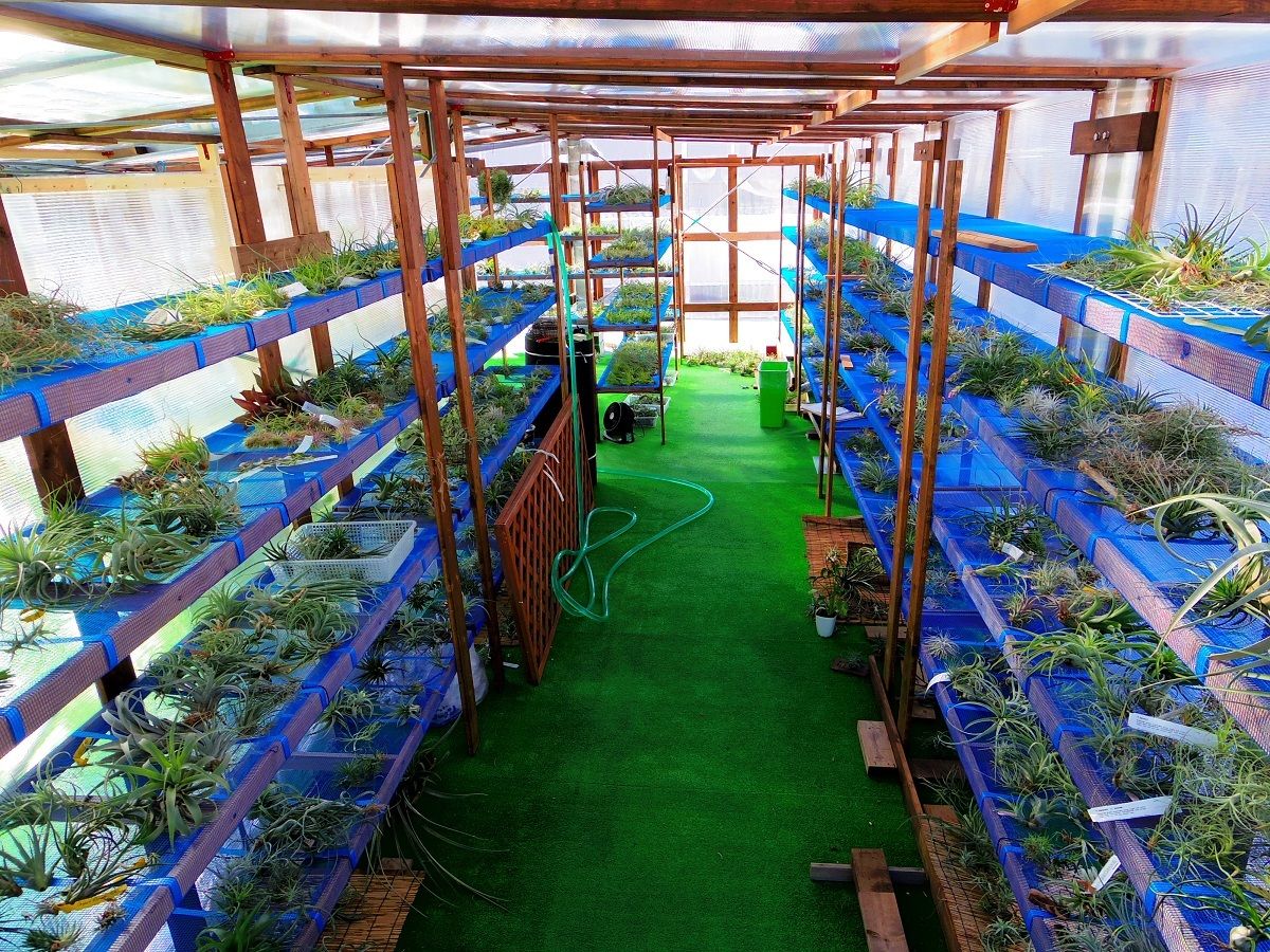 常葉植物園-ときわしょくぶつえん *チランジア(エアプランツ