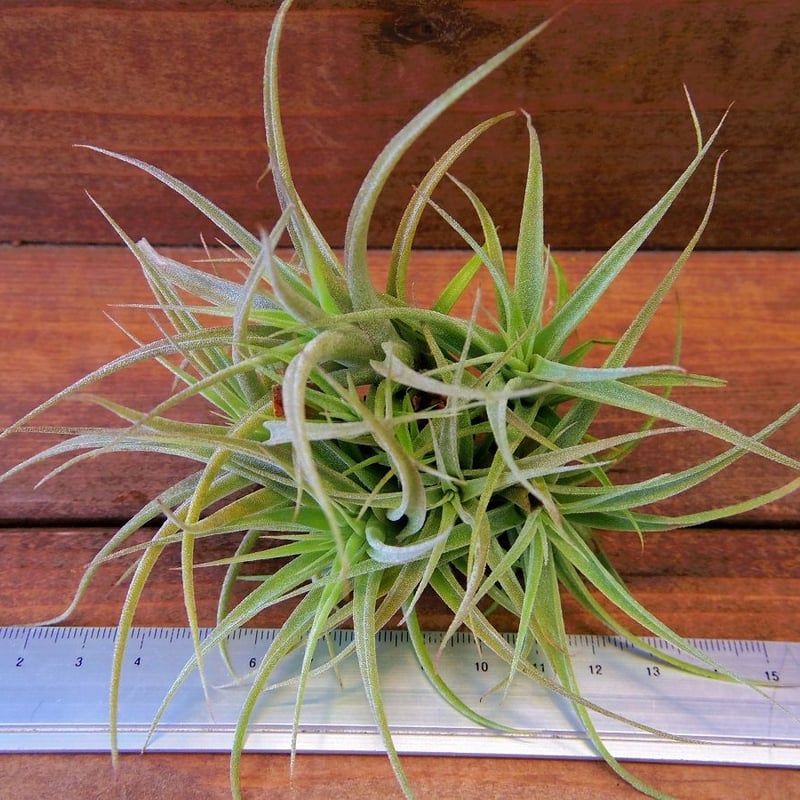 チランジア ／ カクティコラ CL (T.cacticola) | 常葉植物園