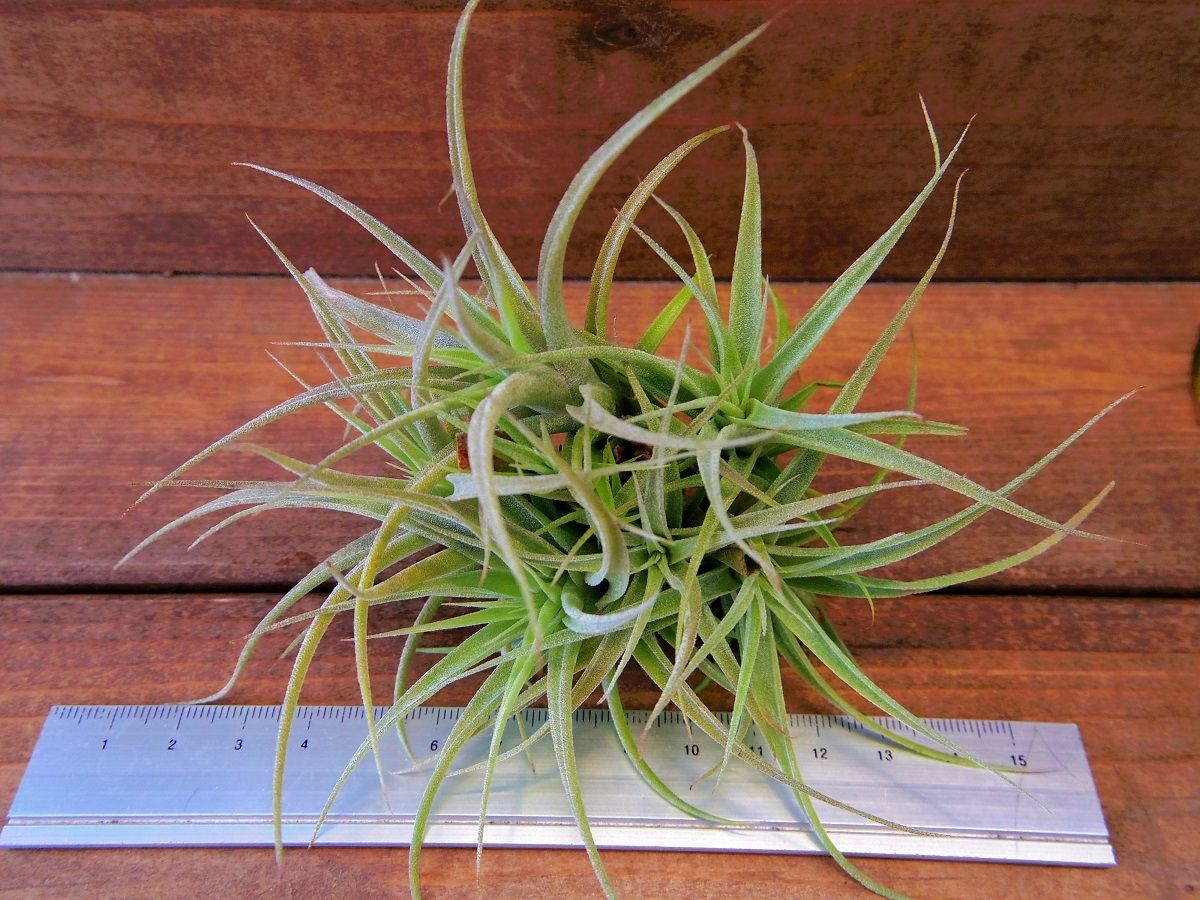 【SW6様】チランジア　カクティコラ チランジア ／ カクティコラ CL (T.cacticola) | 常葉植物園 Tokiwa