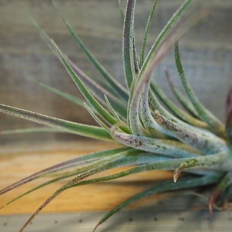 チランジア ／ プルイノーサ × スカポーサ　(T.pruinosa × T.scaposa)　＊A02/Dec14