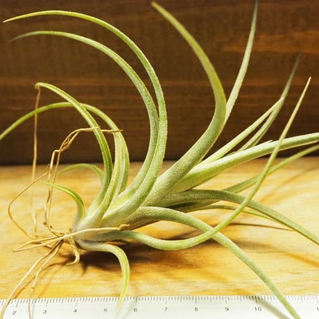 チランジア ／ イオナンタ × パウシフォリア　(T.ionantha × T.paucifolia)　＊A02/Se21