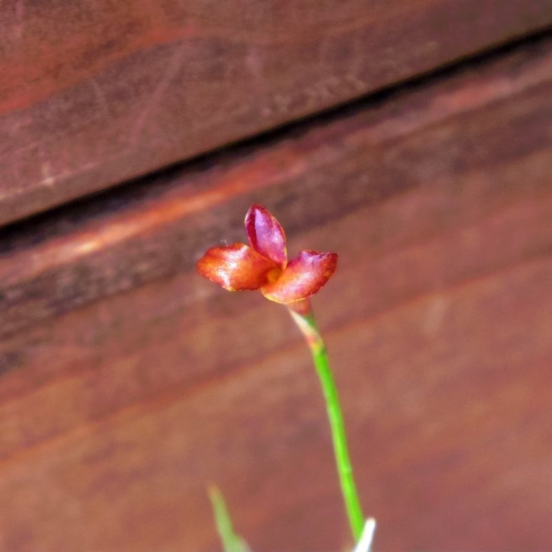 チランジア ／ レクタングラ (T.rectangula) | 常葉植物園 Tokiwa Bo