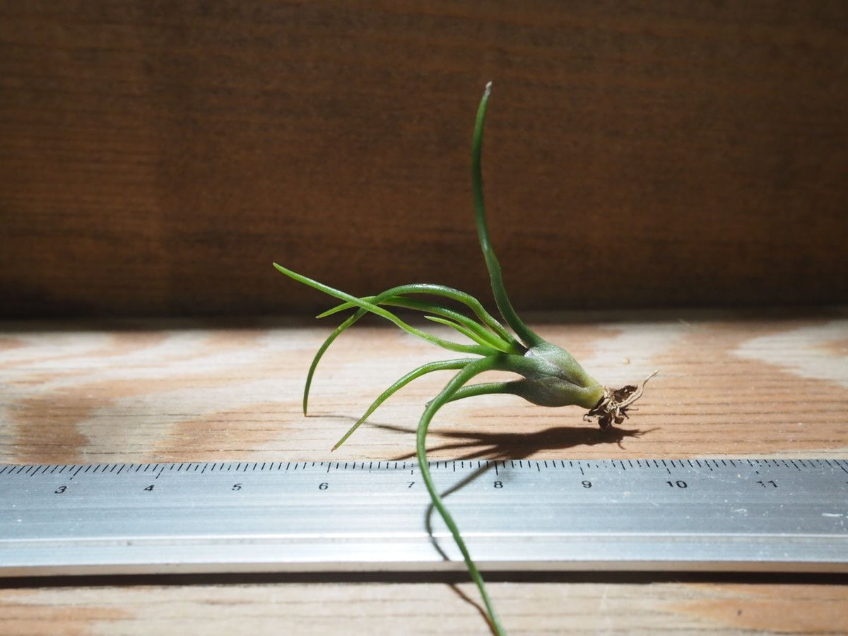 チランジア ／ ブルボーサ ミニブラジル (T.bulbosa 'Mini Brazil')