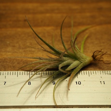 チランジア ／ ガルドネリー ルピコラ ※播種株　(T.gardneri var. rupicola)