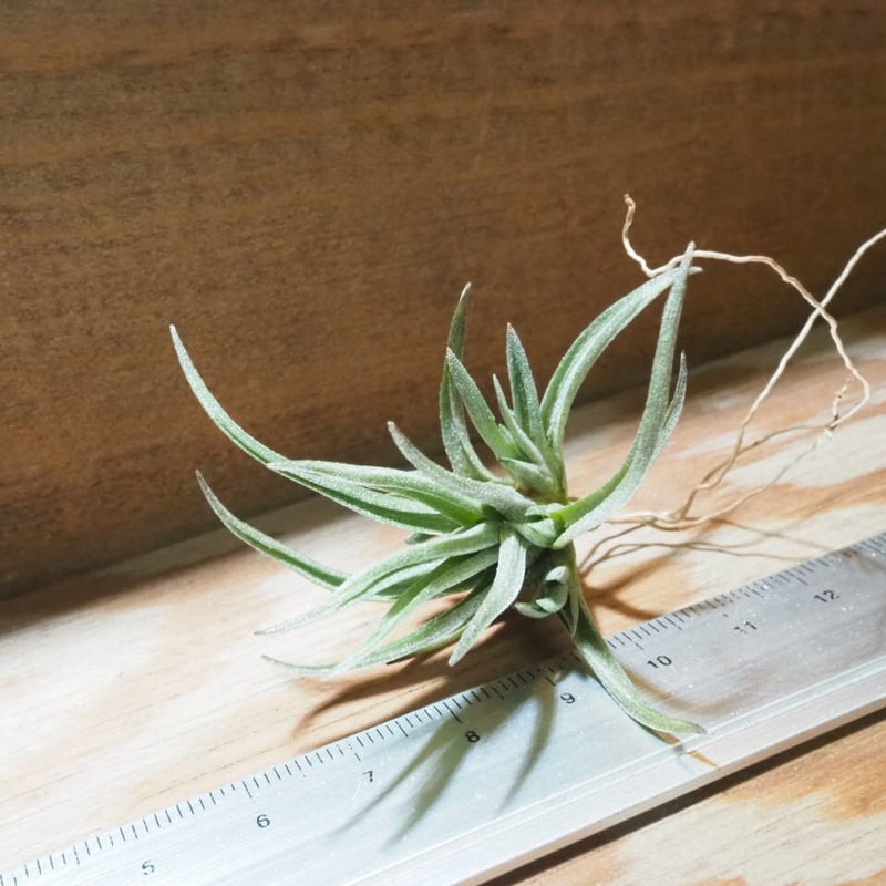 チランジア ／ アルゲンチナ (T.argentina) ☆AB01/Apr17 | 常葉植物