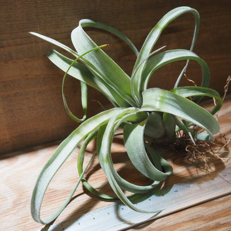 チランジア ／ カーリースリム XLサイズ (T.'Curly Slim') ☆A01/Nov