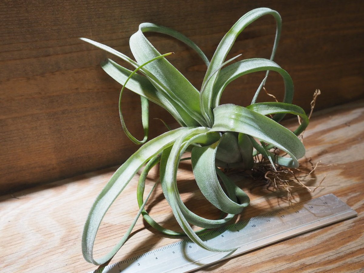 チランジア ／ カーリースリム XLサイズ (T.'Curly Slim') ☆A01/Nov