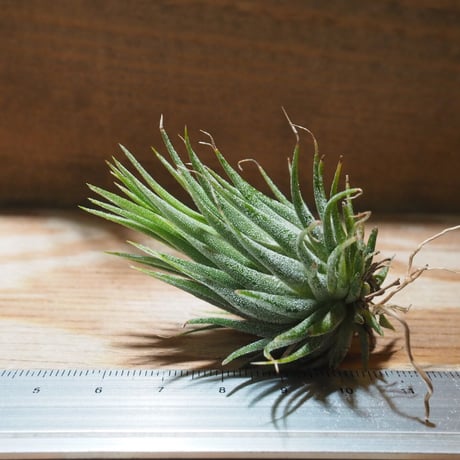 チランジア ／ イオナンタ ヘーゼルナッツ　(T.ionantha 'Hezel Nut')　★EF01/Feb05-01