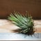 チランジア / イオナンタ ヘーゼルナッツ (T.ionantha \'Hezel Nut\') ★EF01/Feb05-01