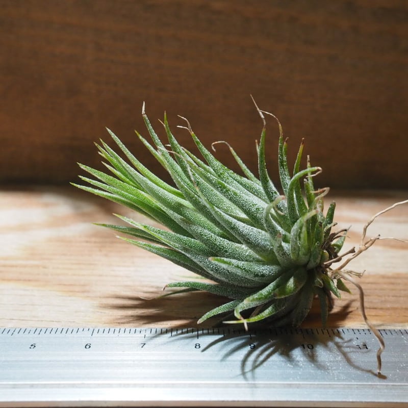 英麻呂T. ionantha ‘Nizanda' と‘Hazel Nut' 英麻呂T. ionantha 'Nizanda' と'Hazel Nut' 英麻呂様専用T