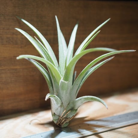 チランジア ／ チアペンシス × ミトラエンシス　(T.chiapensis × T.mitlaensis)　＊A01/Nov09