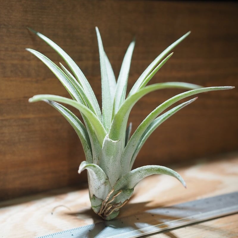 チランジア ／ チアペンシス × ミトラエンシス (T.chiapensis × T.mitl