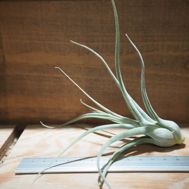 チランジア ／ ルシール M (T.'Lucille') ＊A01/May15 | 常葉植物園