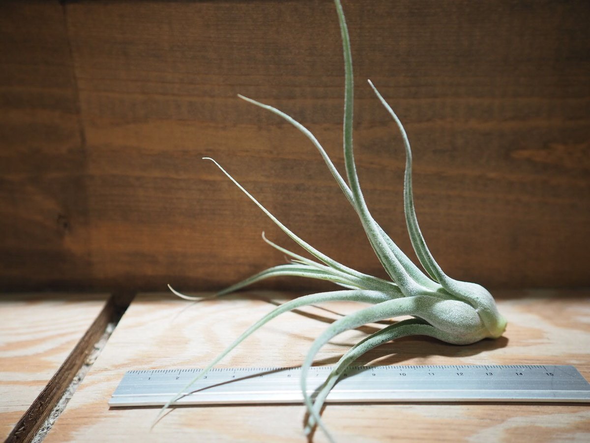 Tillandsia Lucille チランジア ルシール fit=scale-down,w=1200