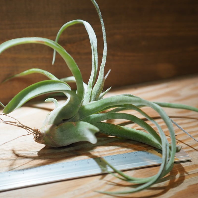 チランジア / ストレプトフィラ S (T.streptophylla) *A01 チランジア / ストレプトフィラ S (T.streptophylla) *A01