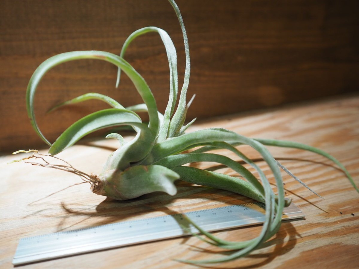 T*a様 チランジア　プリンゲリxストレプトフィラ チランジア ／ ストレプトフィラ カーリータイプ (T