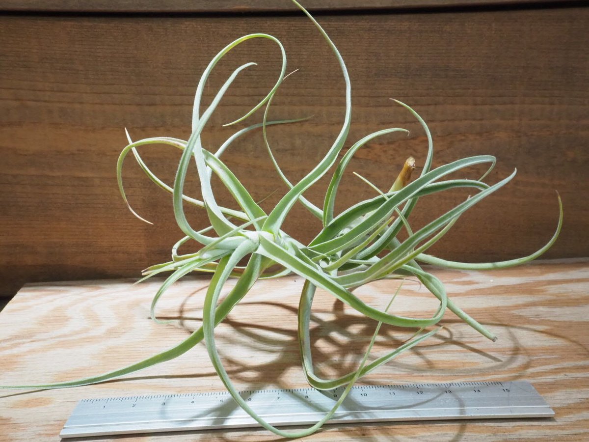 アリシア fit=scale-down,w=1200