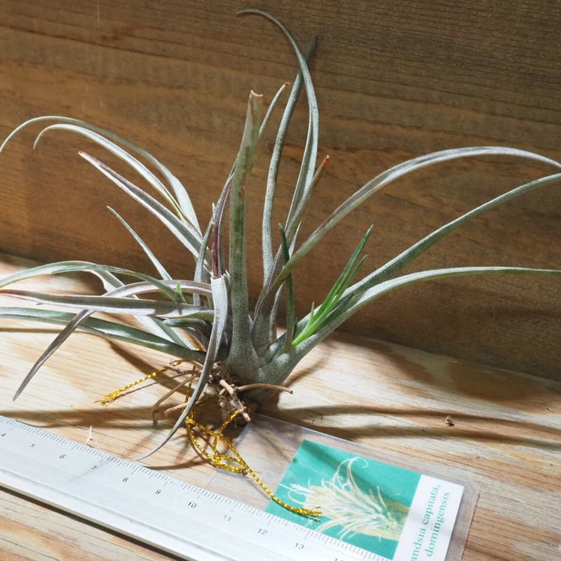 チランジア ／ カピタータ ドミンゲンシス (T.capitata var. domingen