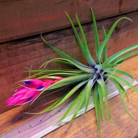 チランジア ／ ストリクタ マゼンタ　(T.stricta 'Magenta')　＊A01/May08