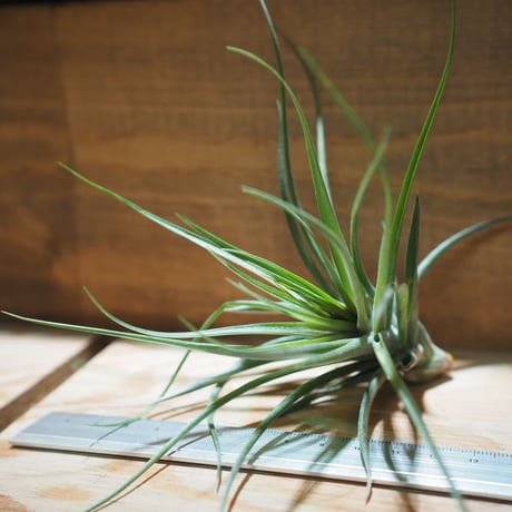 チランジア ／ ストリクタ マゼンタ　(T.stricta 'Magenta')　＊A01/May08