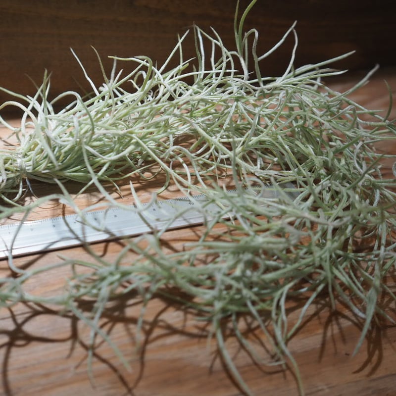チランジア ／ ウスネオイデス 太葉 (T.usneoides) ＊A01/Jun22-01