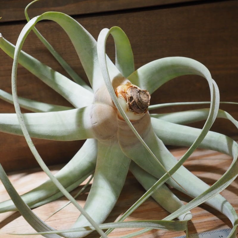 チランジア・キセログラフィカ15株まとめ チランジア・キセログラフィカ | NINA