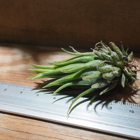 チランジア ／ イオナンタ ヘーゼルナッツ　(T.ionantha 'Hezel Nut')　★EF01/Feb05-02
