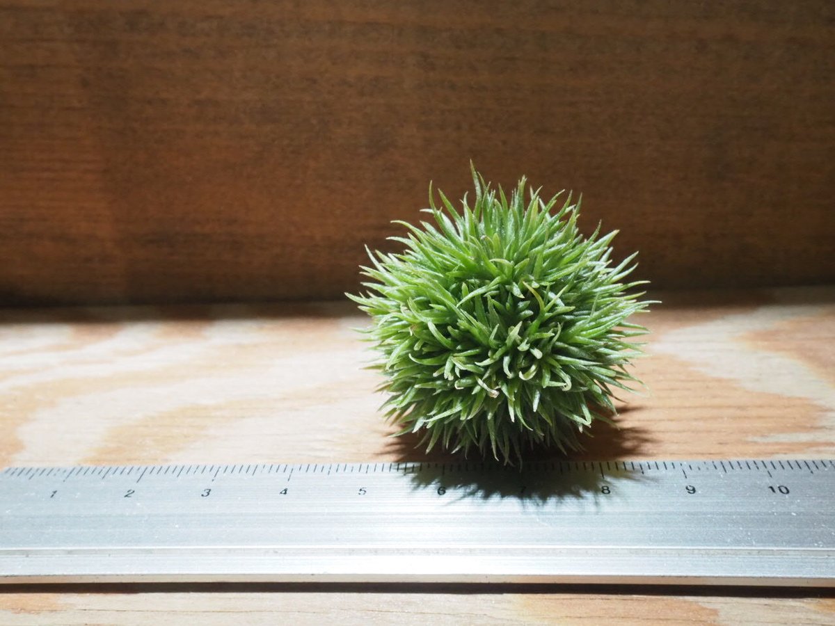 チランジア ／ アエラントス テディベア (T.aeranthos 'Teddy Bear')