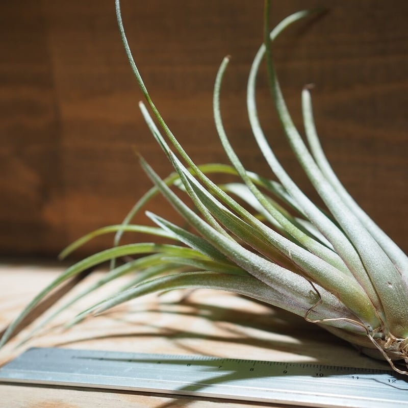 Tillandsia Towering Inferno 速達発送 maxresdefault.jpg?sqp=-