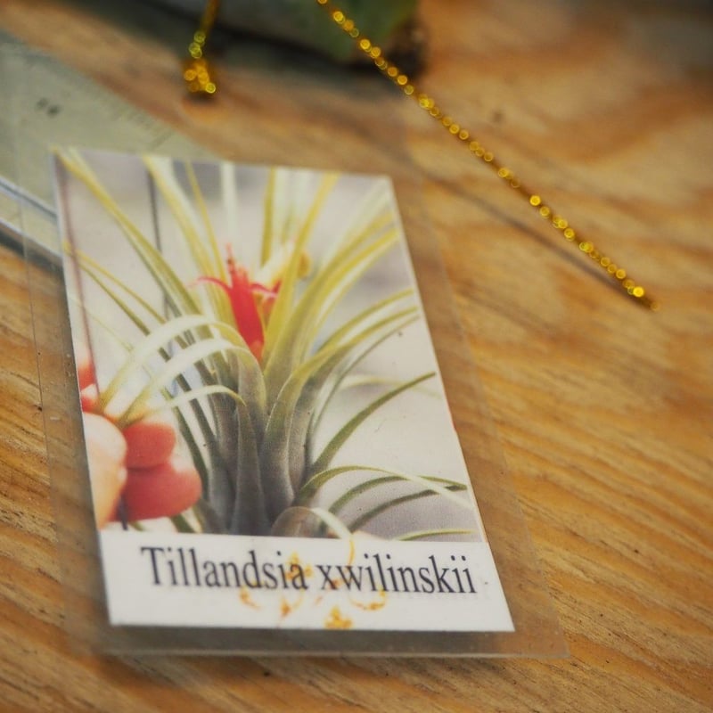 チランジア ／ ウィリンスキー (T.'Xwilinskii') ＊A01/Dec18 | 常