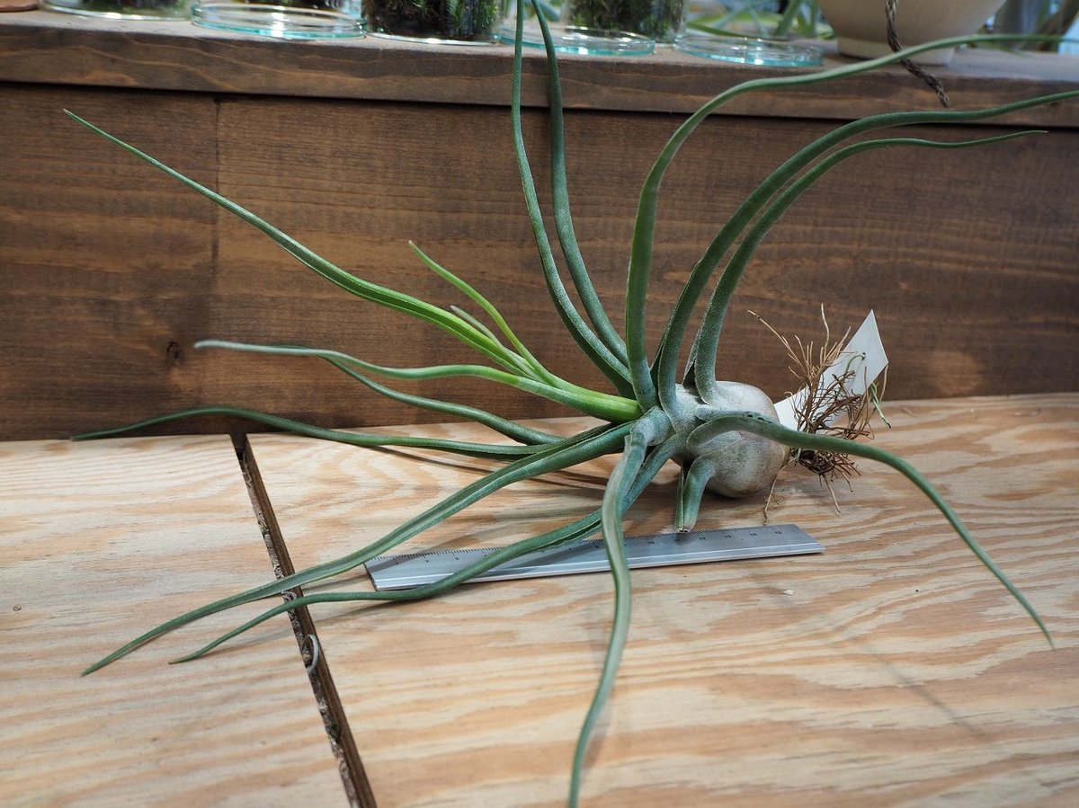 チランジア　ザ パーフェクトブレンド チランジア ／ ザ・パーフェクトブレンド (T.'The Perfect Blend