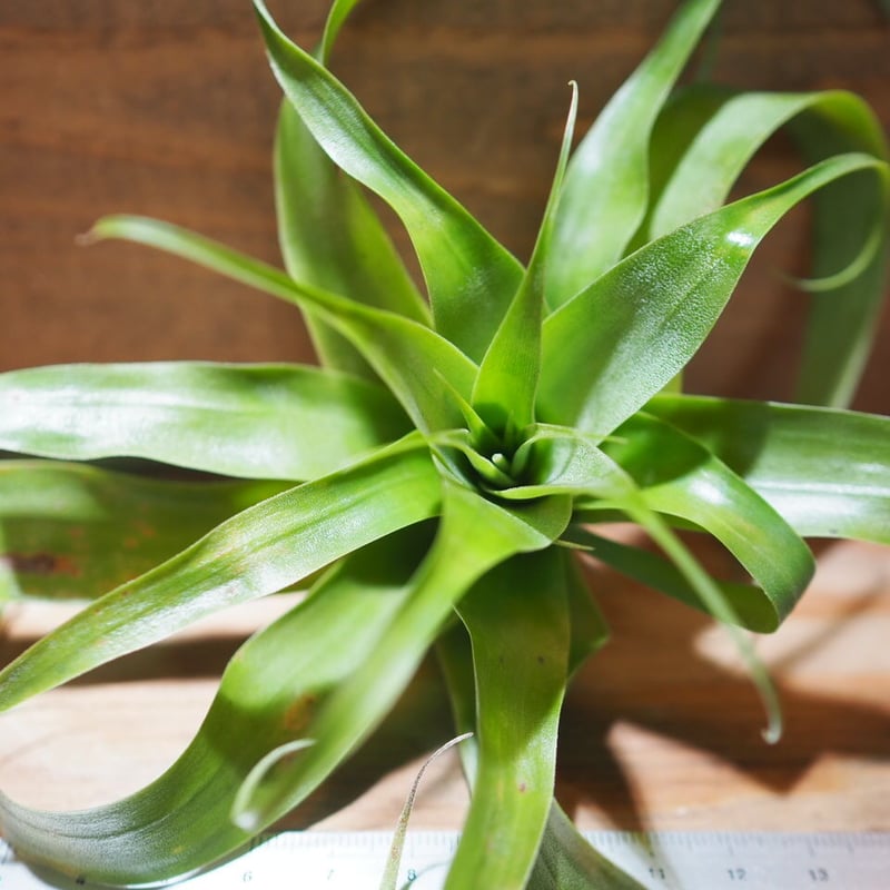 チランジア ／ サマンサ (T.'Samantha') ＊A01/Jul11 | 常葉植物園