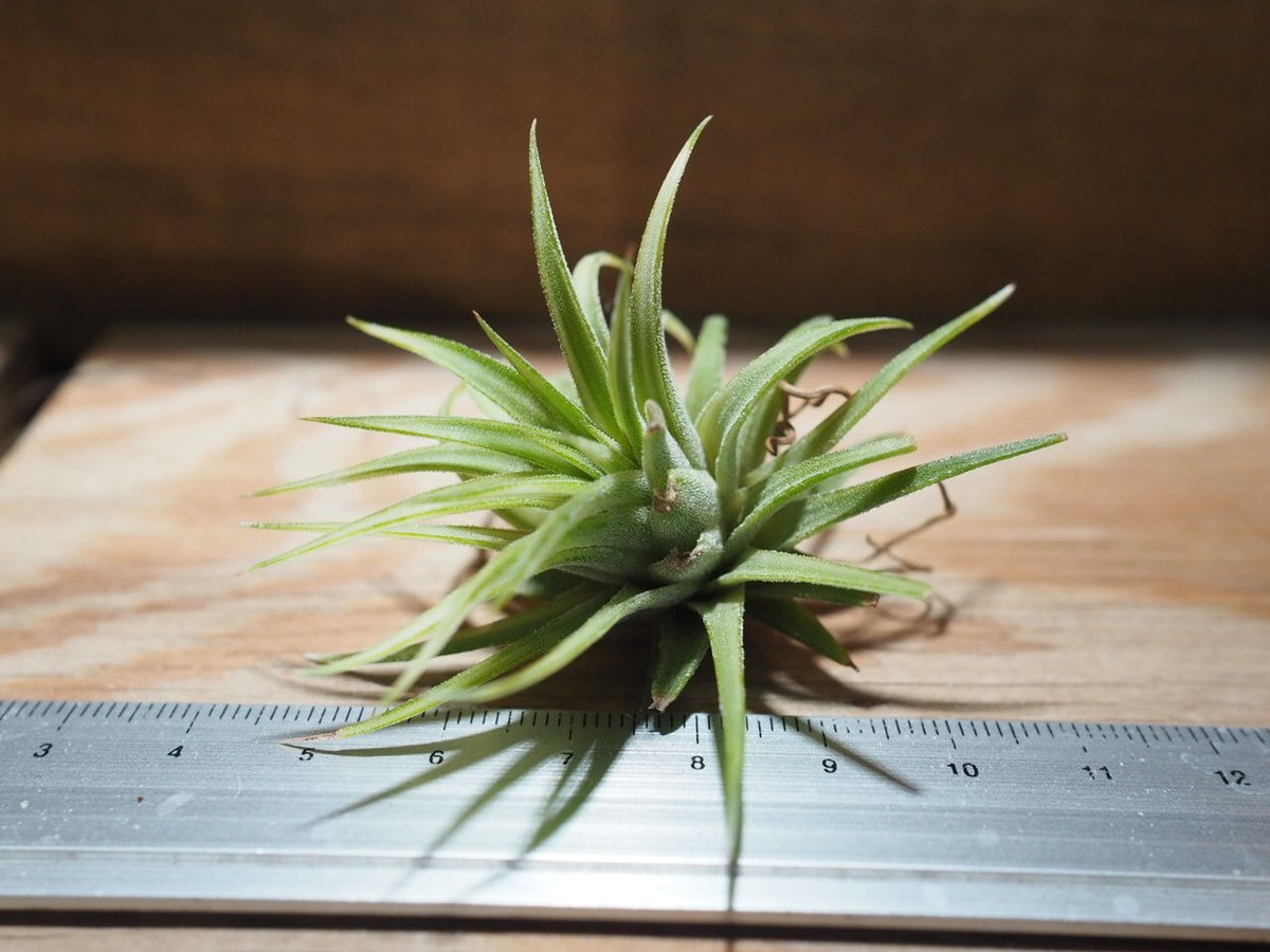 エアプランツ　チランジア　イオナンタ　アルボマージナータ チランジア ／ イオナンタ アルボマージナータ (T.ionantha 'Albo-Margi