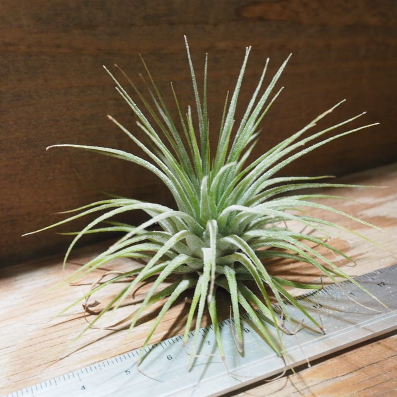 チランジア ファシクラータ, Chacalapa 【公式通販】