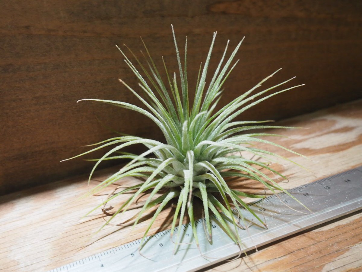 チランジア　イオナンタ　グアテマラ チランジア ／ イオナンタ グァテマラ L (T.ionantha 'Guatemala')