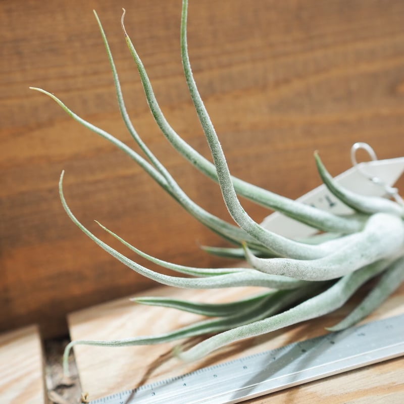 チランジア ／ タイ (T.'Ty') ＊A01/May28 | 常葉植物園 Tokiwa B