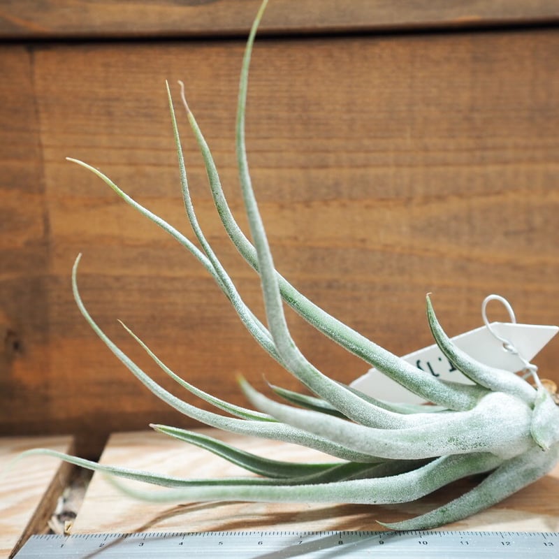 チランジア ／ タイ (T.'Ty') ＊A01/May28 | 常葉植物園 Tokiwa B