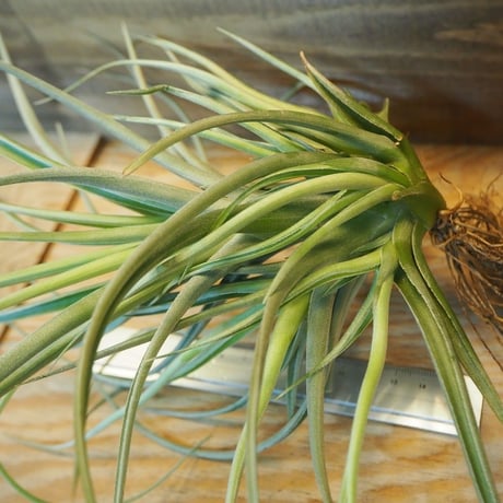 チランジア ／ ポーリアナ × レクルヴィフォリア　(T.pohliana × T.recurvifolia)　＊A02/Dec11