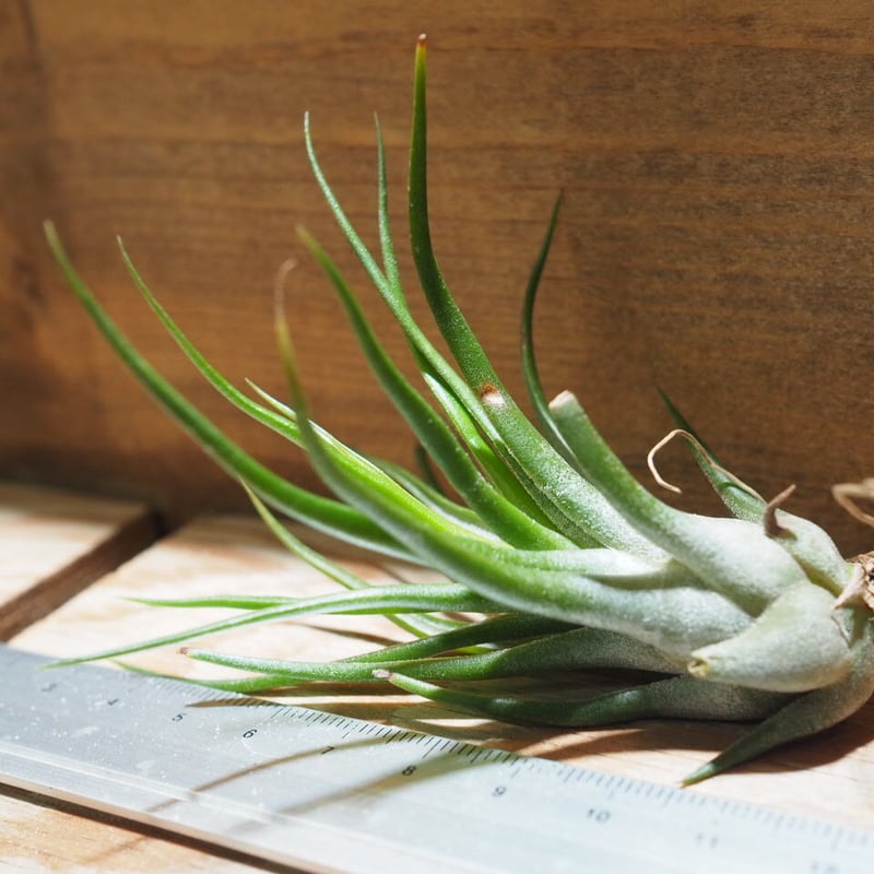 Tillandsia Joel Superior 速達発送 Tillandsia Joel Superior 速達発送