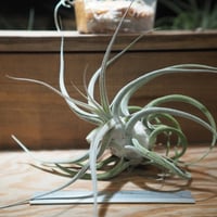 R*o様 チランジアハイブリッド チランジア ベルゲリィ ハイブリッド 約5cm エアプランツ