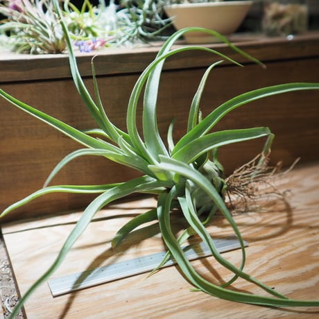 チランジア ／ ストレプトフィラ XL　(T.streptophylla)　＊A01/Jun22-01