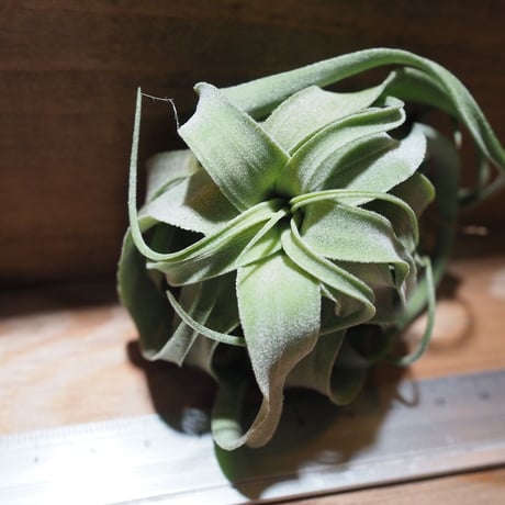 チランジア ／ ストレプトフィラ M　(T.streptophylla)  ★タイ農場　＊A01/Feb20-01