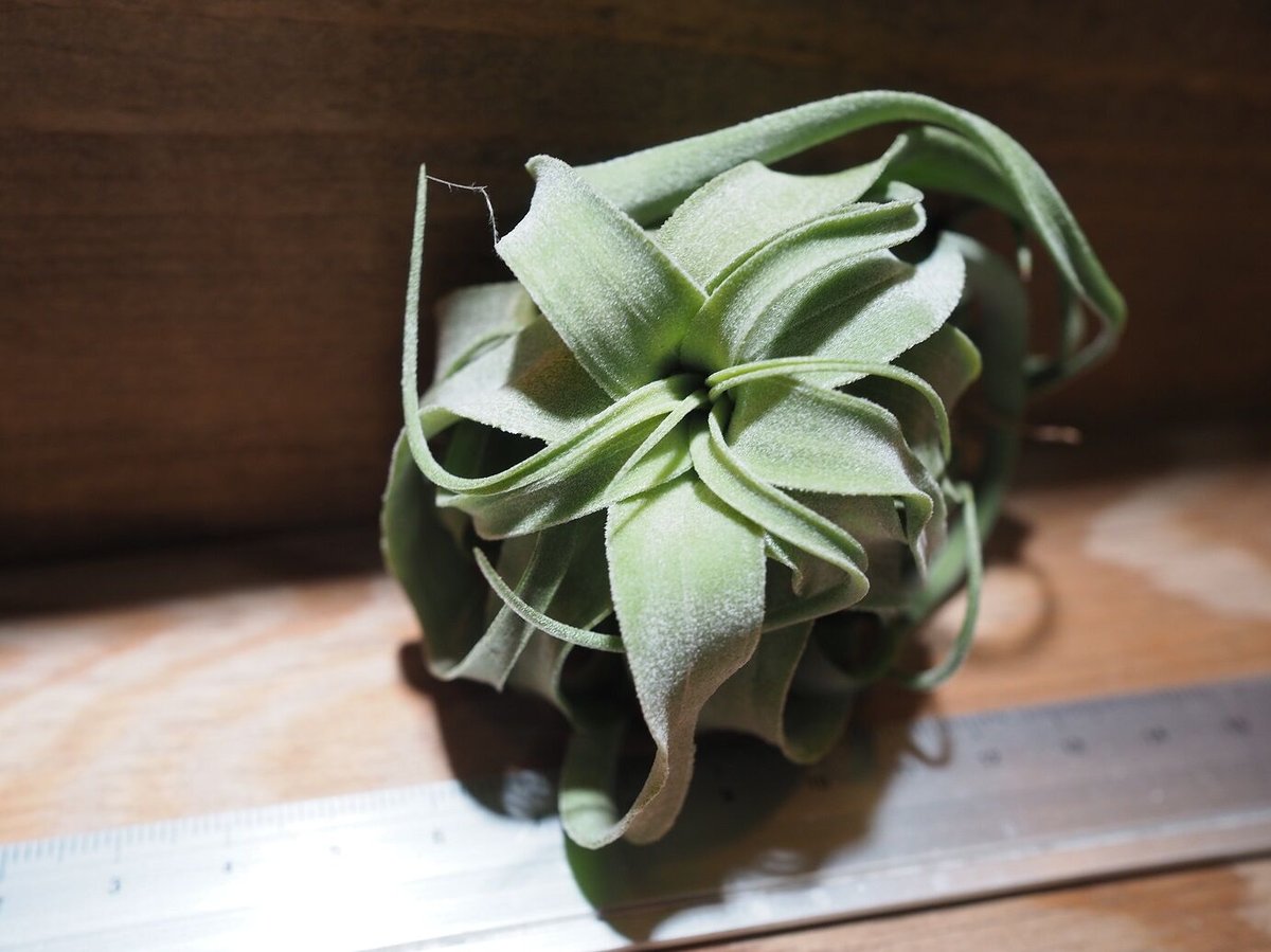 チランジア ／ ストレプトフィラ M (T.streptophylla) ☆タイ農場 ＊A0